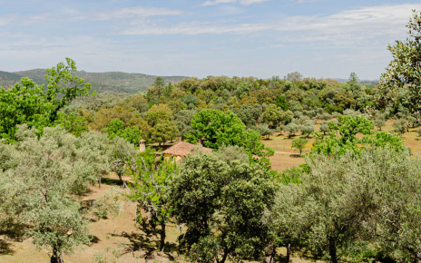The house is hidden away in woods of chestnut and cork oak
